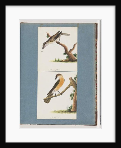 Page 133. Unidentified Bird. 134. Unidentified Bird by Unknown artist