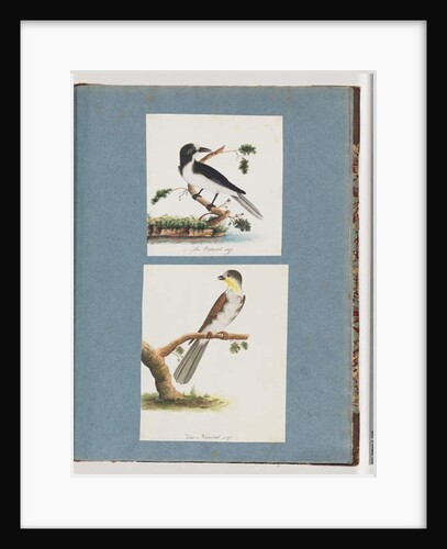 Page 135. Unidentified Bird. 136. Unidentified Bird by Unknown artist