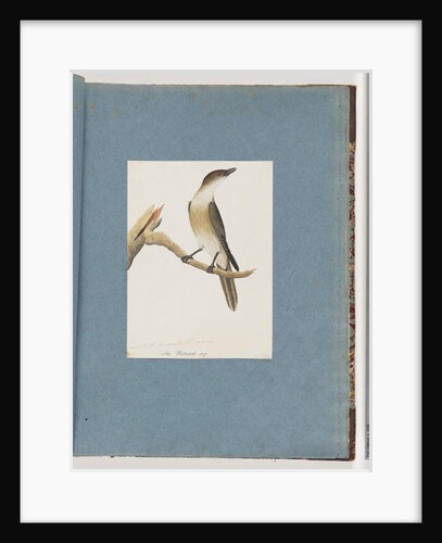 Page 137. Unidentified Bird, possibly the Harmonic Thrush by Unknown artist