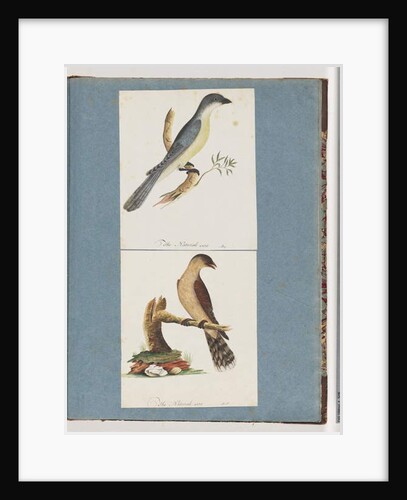 Page 138. Unidentified Bird. 139. Unidentified Bird by Unknown artist