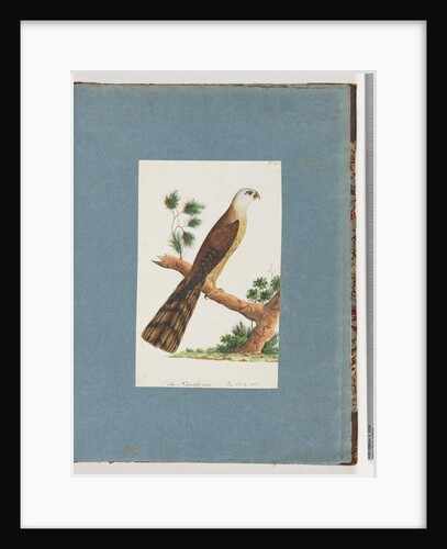 Page 141. Unidentified Bird by Unknown artist