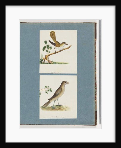 Page 142. Unidentified Bird. 143. Unidentified Bird by Unknown artist
