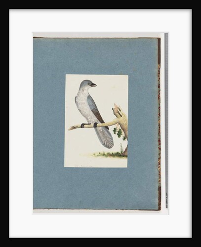 Page 145. Unidentified Bird by Unknown artist