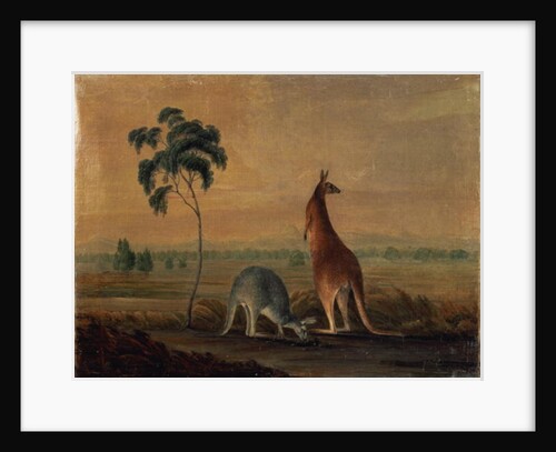 Kangaroos in a landscape, c.1819 by John William Lewin