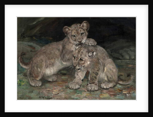 Lion Cubs, c.1906 by William Walls