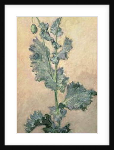 White Poppy, 1883 by Claude Monet