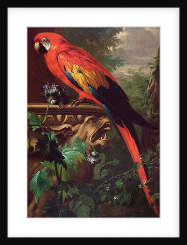 Scarlet Macaw in a Landscape by Jakob Bogdani or Bogdany
