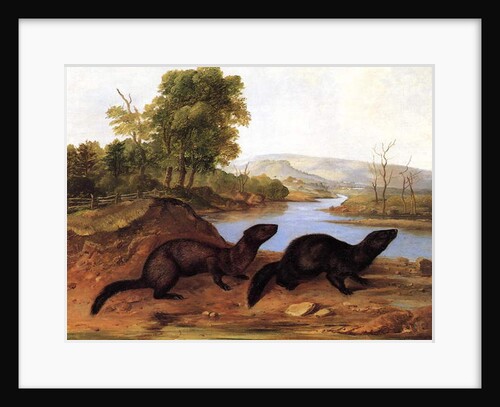 Minks, c.1848 by John Woodhouse Audubon
