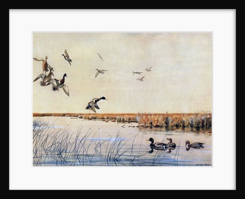 Ducks landing, 1919 by Louis Agassiz Fuertes