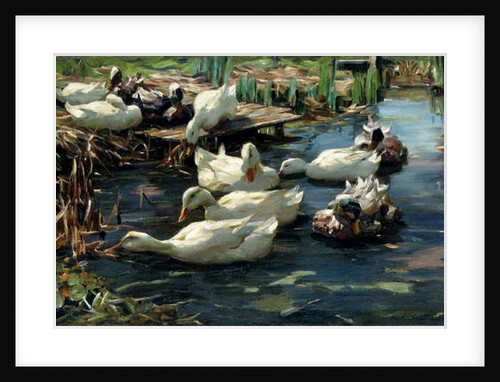 Ducks in a Pool by Alexander Koester