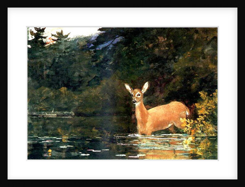 A Doe, 1889 by Winslow Homer