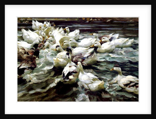 Ducks Gathering by Alexander Koester