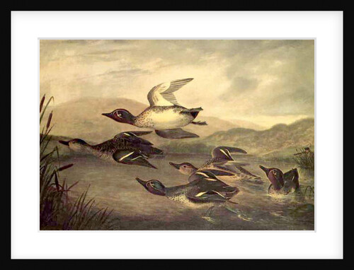 Wild Ducks Rising, 1840 by John Woodhouse Audubon