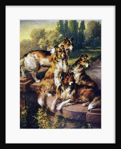 Collies by Edmund Henry Osthaus