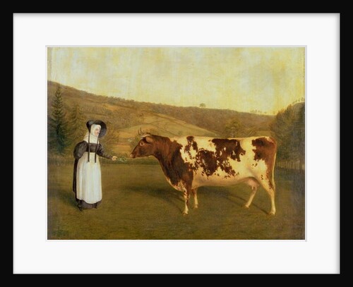 Shorthorn Cow, c.1840-50 by James Flewitt Mullock