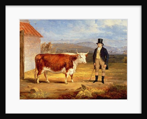 Mr James Hodges and his Two Year-Old Hereford Heifer, c.1843 by James Flewitt Mullock