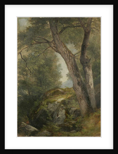 Butternut Tree at Hague, Lake George, NY, 1862 by Asher Brown Durand