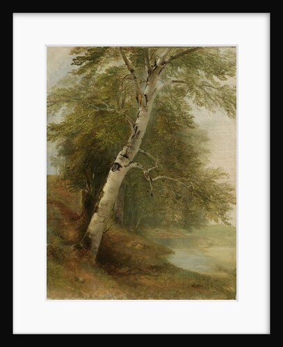 Nature Study: A Birch Tree, 1860 by Asher Brown Durand