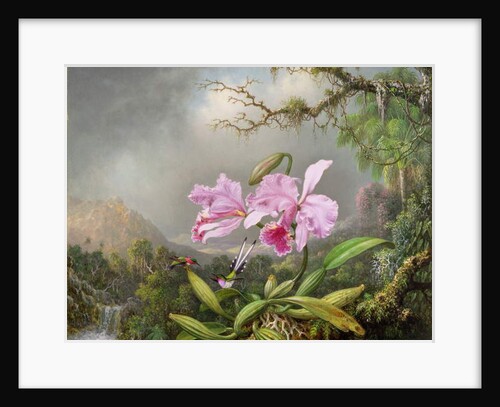 Study of an Orchid, 1872 by Martin Johnson Heade