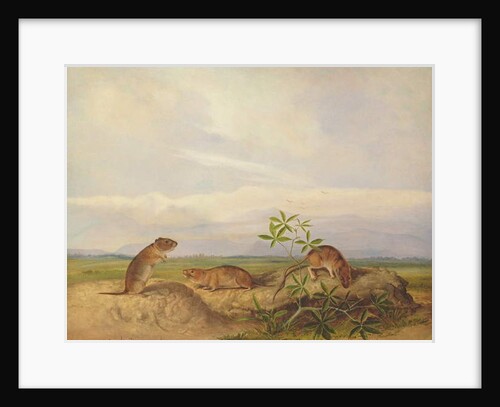 Townsend's Meadow Mouse, Meadow Vale and Swamp Rice Rat by John Woodhouse Audubon