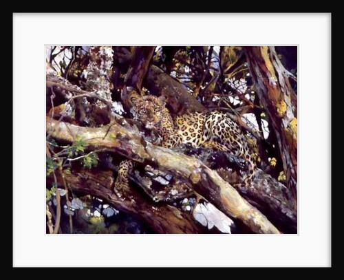 Kenyan Leopard, 1997 by Odile Kidd