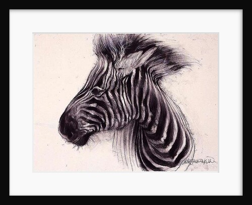 Baby Zebra, 2000 by Odile Kidd