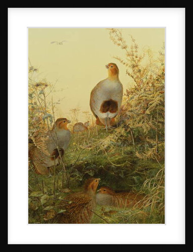 A covey of partridge in the bracken at sunset by Charles Whymper