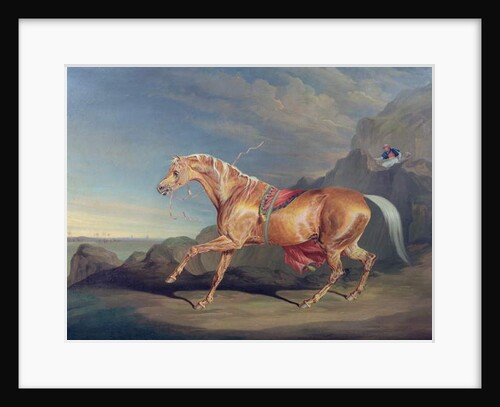 Mr Alfred Bonar's Arabian, Dare Devil by James Ward
