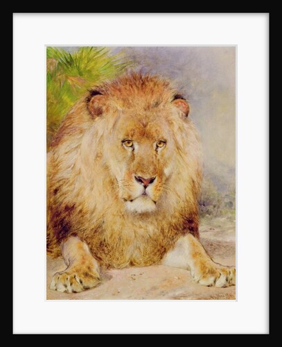 Lion by William Huggins