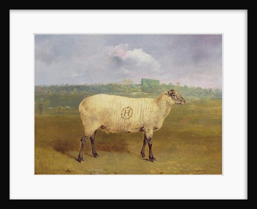 A Prize Ewe with monogram 'H', belonging to Mr J.A. Houblon, Hallingbury Place, Essex, 1812 by Abraham Cooper