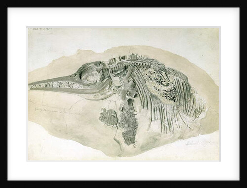Young Ichthyosaurus from Lyme Regis by English School