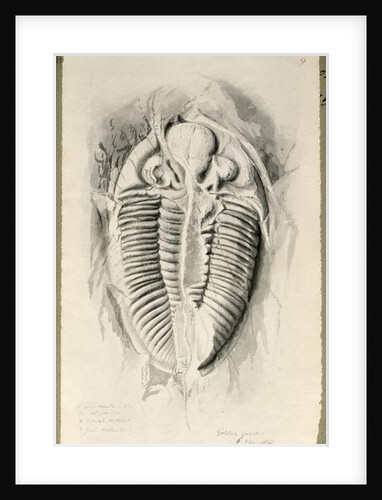 Trilobite from Golden Grove, 6th November 1841 by John Phillips