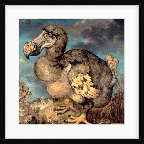 The Dodo, 1651 by Hans I Savery