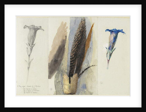 Study of a Feather, Flanked by Two Studies of a Gentian, 1875 by John Ruskin