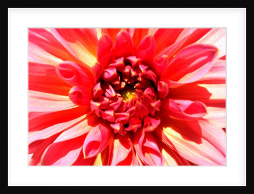 Total Victory by Sarah O'Toole