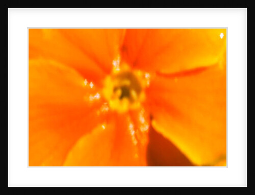 Winter Sunshine by Sarah O'Toole