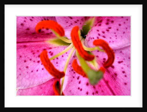 Pink Aroma by Sarah O'Toole