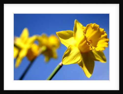 Daffodil Line by Sarah O'Toole