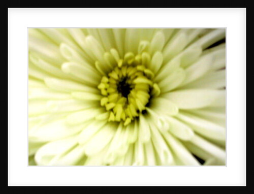 Birthday Flower by Sarah O'Toole