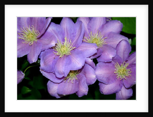 The Clematis Gang by Sarah O'Toole