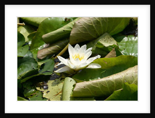 Garsington Waterlily, 2009 by Sarah O'Toole
