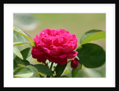 Garsington David Austin Rose, 2009 by Sarah O'Toole