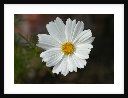 Garsington Cosmos, 2009 by Sarah O'Toole