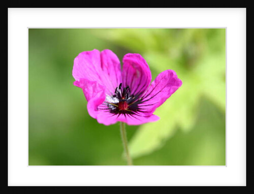 Garsington Anemone, 2009 by Sarah O'Toole
