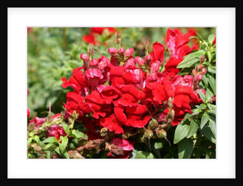 Garsington Antirrhinum, 2009 by Sarah O'Toole