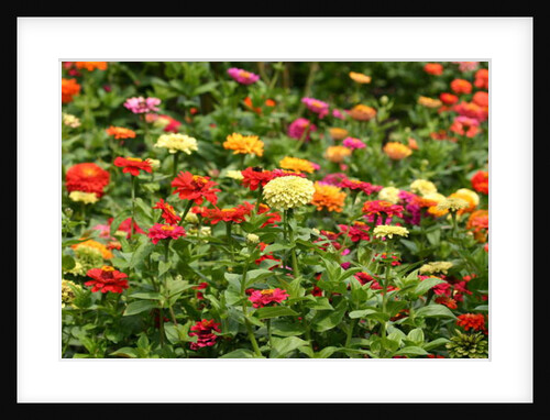 Garsington Dahlia and Cosmos, 2009 by Sarah O'Toole
