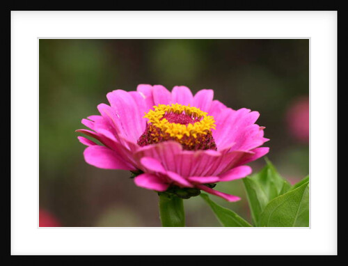 Garsington Papavev Poppy, 2009 by Sarah O'Toole