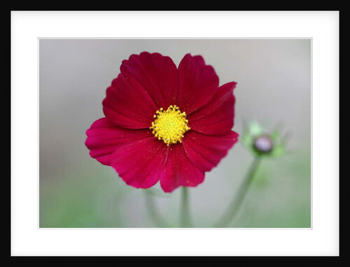 Garsington Dahlia, 2009 by Sarah O'Toole