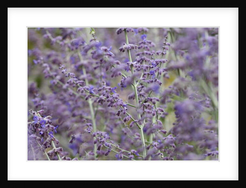 Garsington Lavendula, 2009 by Sarah O'Toole