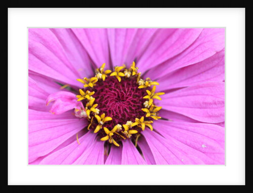 Garsington Papavev Poppy, 2009 by Sarah O'Toole